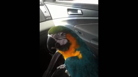 Parrot sings and dances along to car radio music