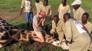 Rescue team saves giraffe with wire strung around the neck