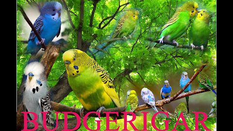 Budgerigar birt3073