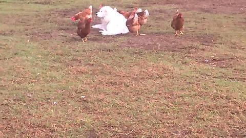 Farm dog hangs out in field with chickens