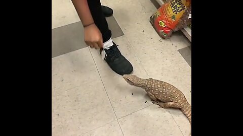 Wild lizards running back with owner in zoo