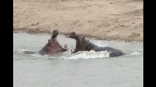 Hippo Hunt in Zambia