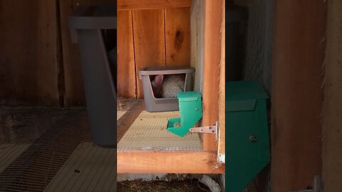 My Flemish giant is due any day. Does she like her nesting box? #rabbitfarming #rabbit