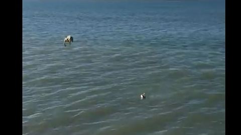 Epic Slow Motion Pelican Dive