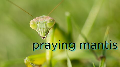 "Secrets of the Praying Mantis: Nature's Enigmatic Hunter"