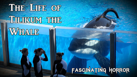 The Life of Tilikum the Whale | Fascinating Horror