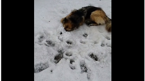 German Shepherd Has Funny Way Of Playing In Snow