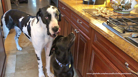 Funny Great Dane And Dog Friend Inspect Homemade Butter Tarts