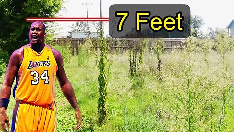 Grass Taller Than SHAQ- Can I MOW It?