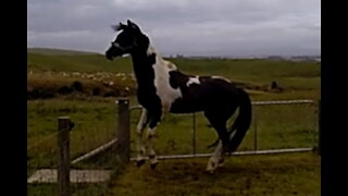 RiverDance Mahaka - Pinto Sporthorse Stallion