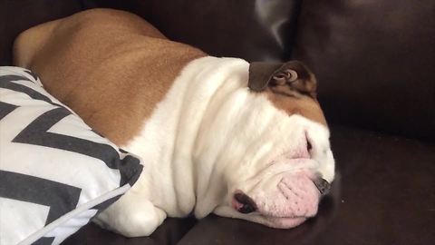 "Bulldog Makes Funny Noises When Snoring"