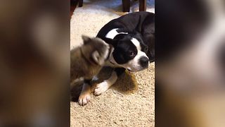 Baby Raccoon Cleans Dog Ear