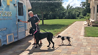 Great Dane and Puppy's First Visit to Mobile Vet