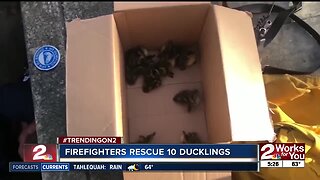 Firefighters in Florida rescue 10 ducklings