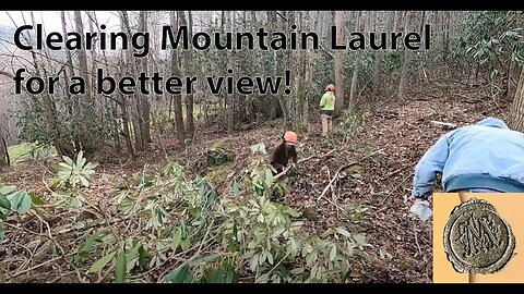 Clearing Mountain Laurel for a better view!