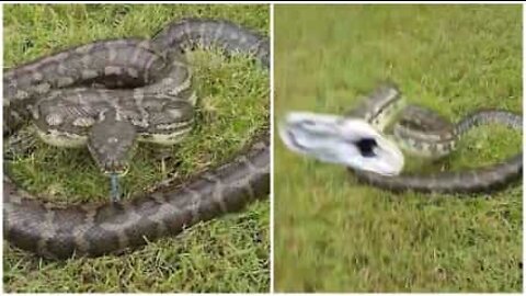 Det skrämmande ögonblicket då en orm attackerar