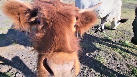 Cow adorably nudges brother along to get his treats