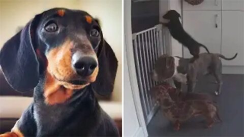 Freedom! Adorable Dachshund uses bulldog as step stool to make her escape