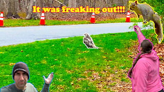 A HAWK Was Hunting | Squirrel Freak Out