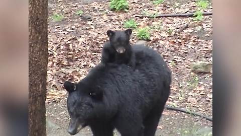 Bear Cub Gets A Piggyback Ride