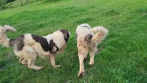 Ancient Guardians Pyrenean Mastiffs Ferdinand and Jedi