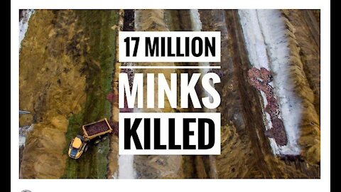 Big Pharma Never Tested Their Vaccines on Animals While 17 Million Minks Were Massacred in Denmark