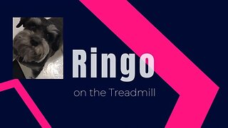 Ringo Tries the Treadmill