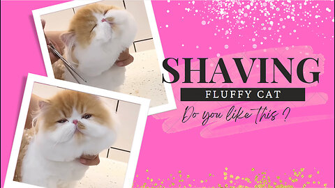 shaving fluffy cat