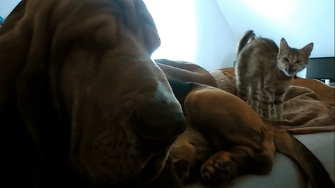 Hilarious morning "conversation" of one dog basset hound
