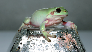 Whitetree Frog