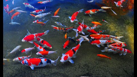 JUMBO KOI! Shintaro Jumbo Koi carp fish Pond Harvest