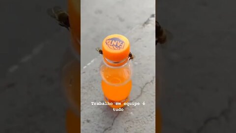 duas abelhas trabalhando para abrir uma garrafa de refrigerante