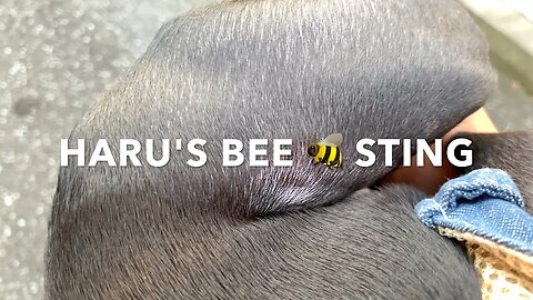Haru's Bee 🐝 Sting! 🐶😢