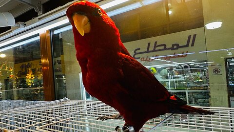 Abu Dhabi Birds Market | Macaw