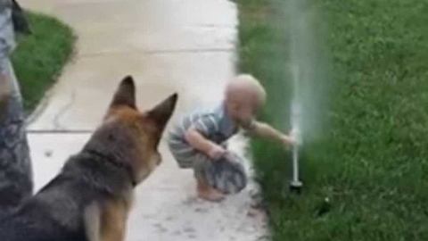 Dog Terrified Of Water – Then Toddler Shows Him How To Not Be Afraid