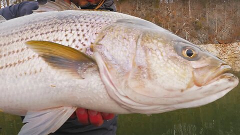 THE HUNT - A Quest For GIANT STRIPER - Official Short Movie