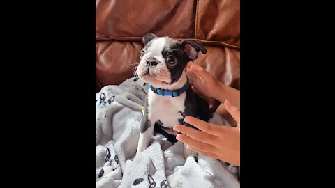 Adorable Cute little Boston Terrier Puppies play together