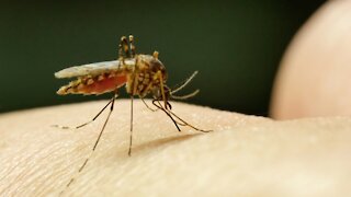 Rare, Mosquito-Borne Disease Could Be Spreading In Michigan