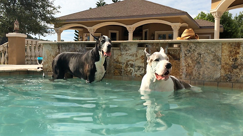 Two Great Danes enjoy dipping and sipping in the pool