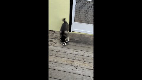 Rambunctious husky pup