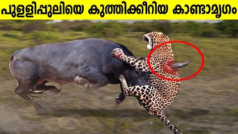 10 Times Leopards Messed With The Wrong Opponent | 10 TIMES ANIMALS MESSED WITH THE WRONG OPPONENT!