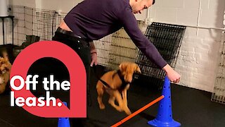 Dog hilariously tries and fails to jump over obstacle at puppy training class