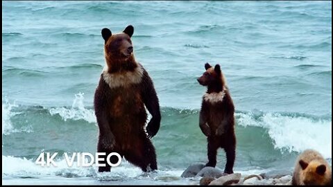 Humans Living Alongside Brown Bears - 4KUHD - Japan- Earth's Enchanted Islands