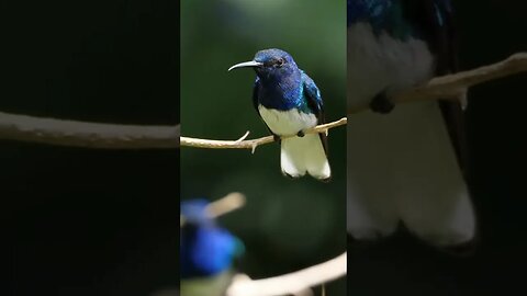 🐦🧠 Hummingbird Memory #pawsclawsjaws #animalshorts