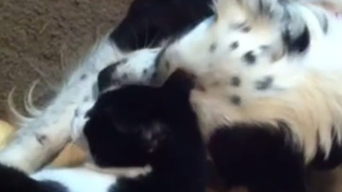 Dog pesters cat for more love