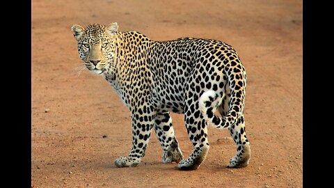 (Amazing Knowledge) - Battle to the Death: The Death Show - When Leopard Encounters Baboon - A Test of Survival