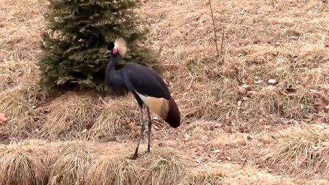 Beautiful Crowned Cranes - Native to Africa