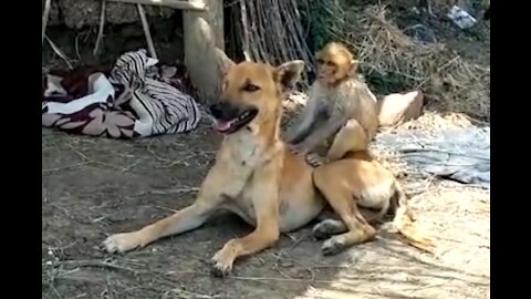 Dog and monkey laugh from your heart