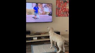 Dog Sees Itself On TV With Trainer, Does Happy Dance