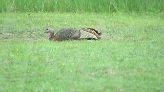 turkey sand bath